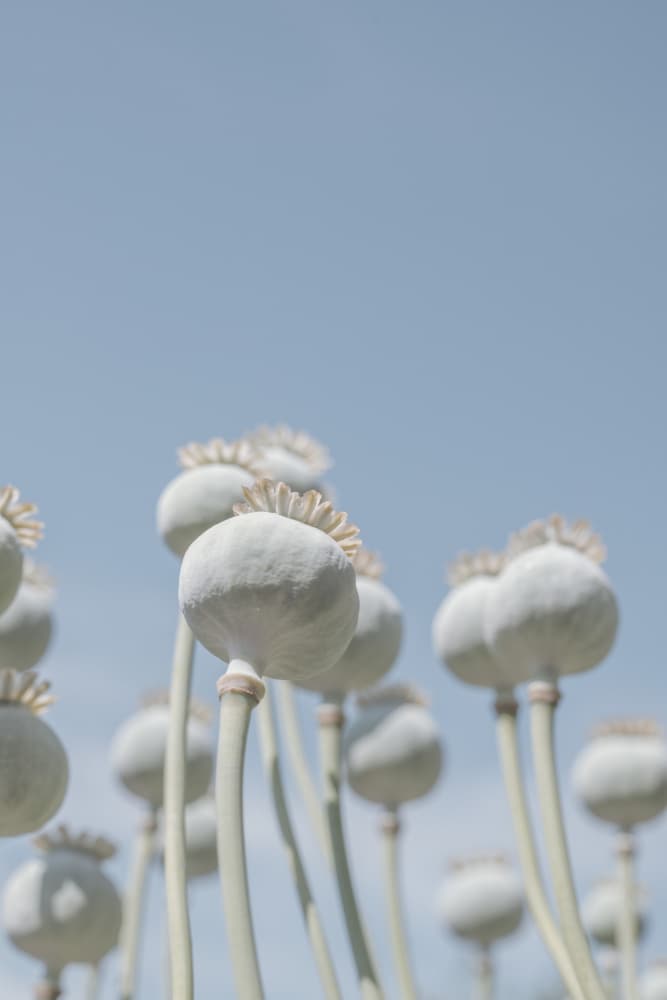 Poppyseed bulbs in mint and retro blue - nature photography by Christa Stroo — canvas wall art