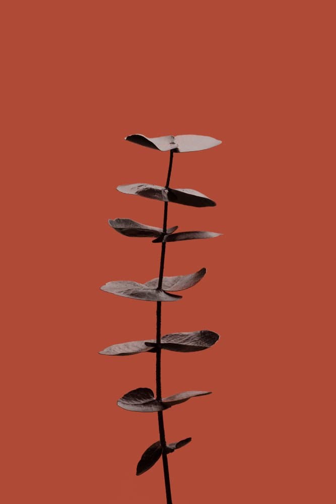 Warm Minimalist Plant by Old Artists Studio III — canvas wall art