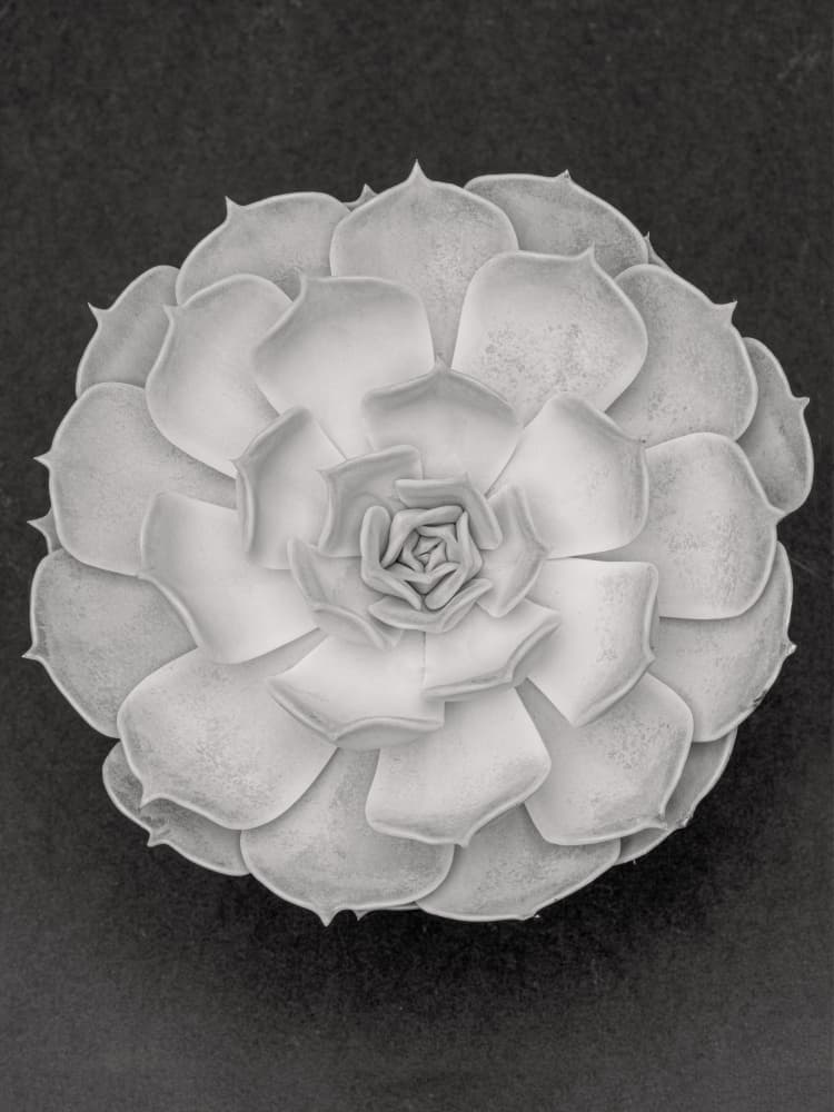 Monochrome Succulent Bloom by Old Artists Studio III — canvas wall art