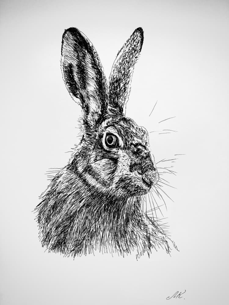 Curious Hare Drawing by Marina Kozyr — canvas wall art