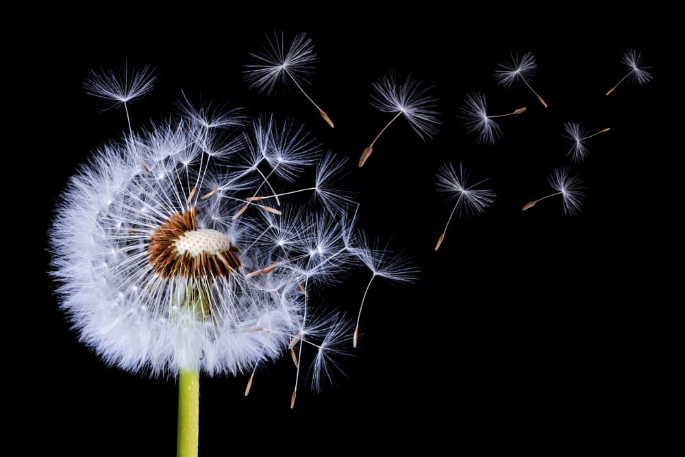 Dandelion Seeds Blowing by Bess Hamiti — canvas wall art