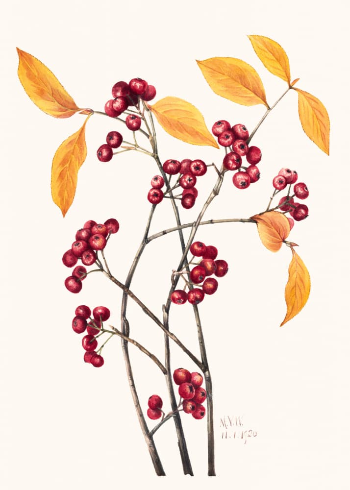 Red Chokeberry (1920) by Mary Vaux Walcott — canvas wall art