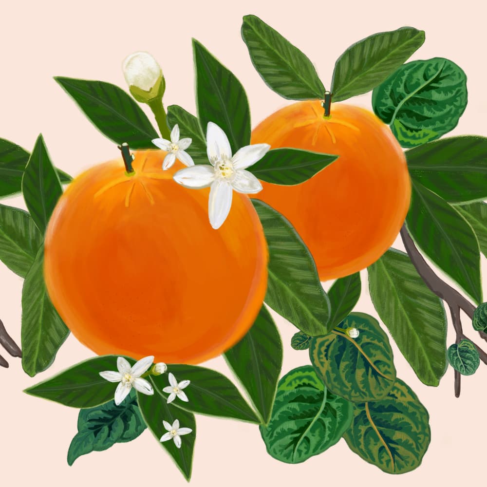 Sweet Orange Blossoms by GULSENGUNEL — canvas wall art