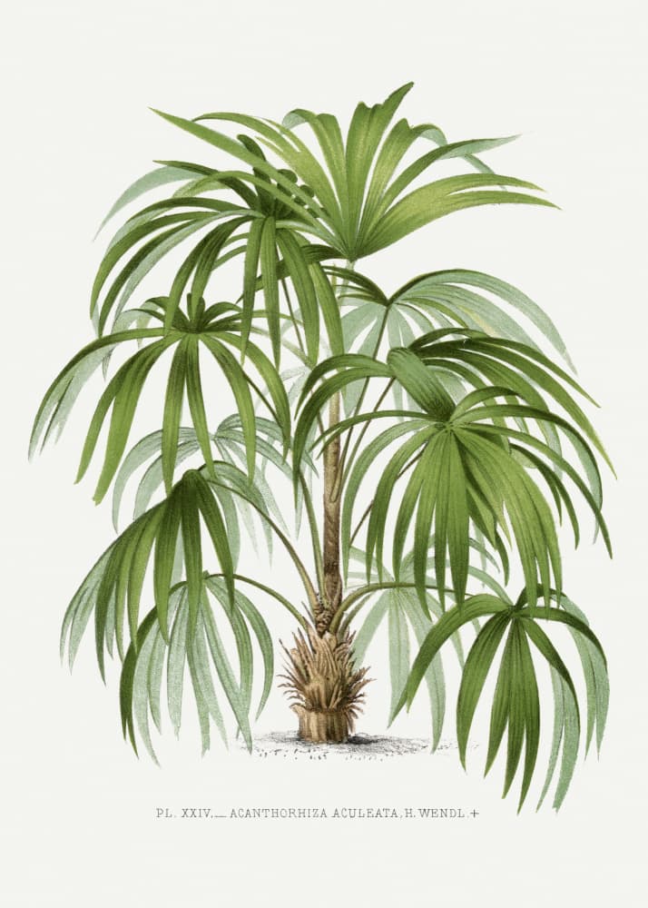Xxiv Acanthorhiza Aculeata by Les Palmiers Histoire Iconographique — canvas wall art