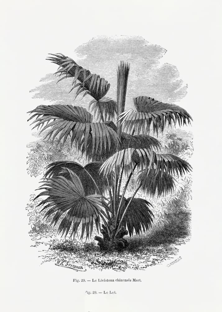 Vintage Palm Tree Drawing Xii by Les Palmiers Histoire Iconographique — canvas wall art