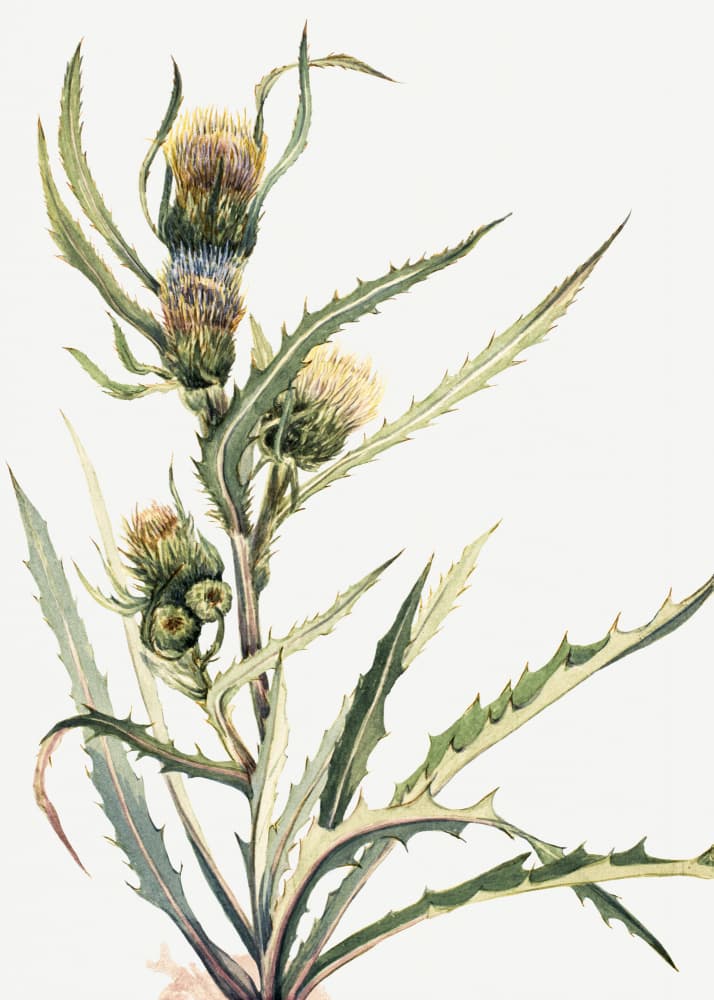 White Thistle by Mary Vaux Walcott — canvas wall art