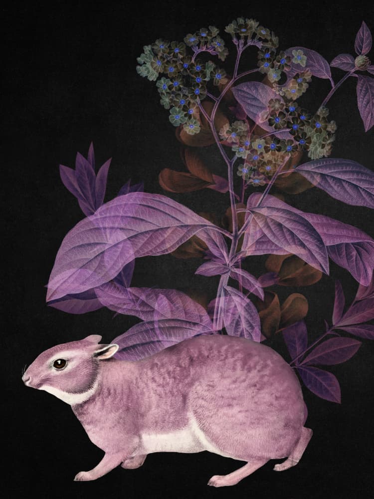 Mysterious Purple Rabbit by Marja van den Hurk — canvas wall art