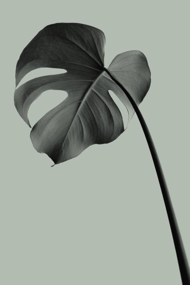 Minimal Monstera Leaf by Old Artists Studio III — canvas wall art