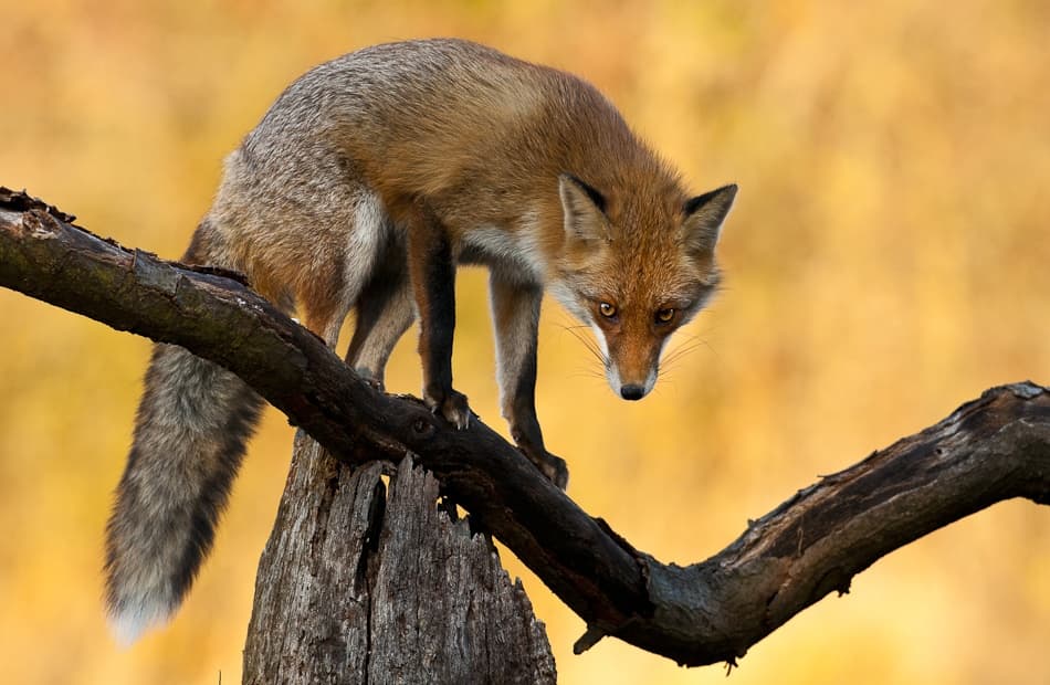 Focused Red Fox by Csaba Tokolyi — canvas wall art