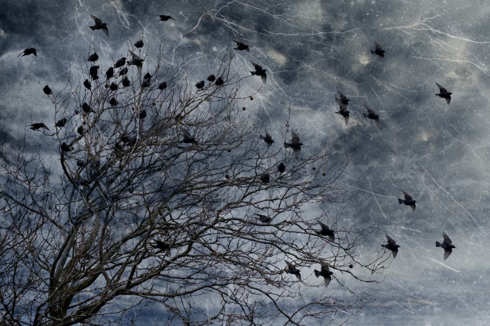 Winter Tree and Crows by brigitte van krimpen — canvas wall art