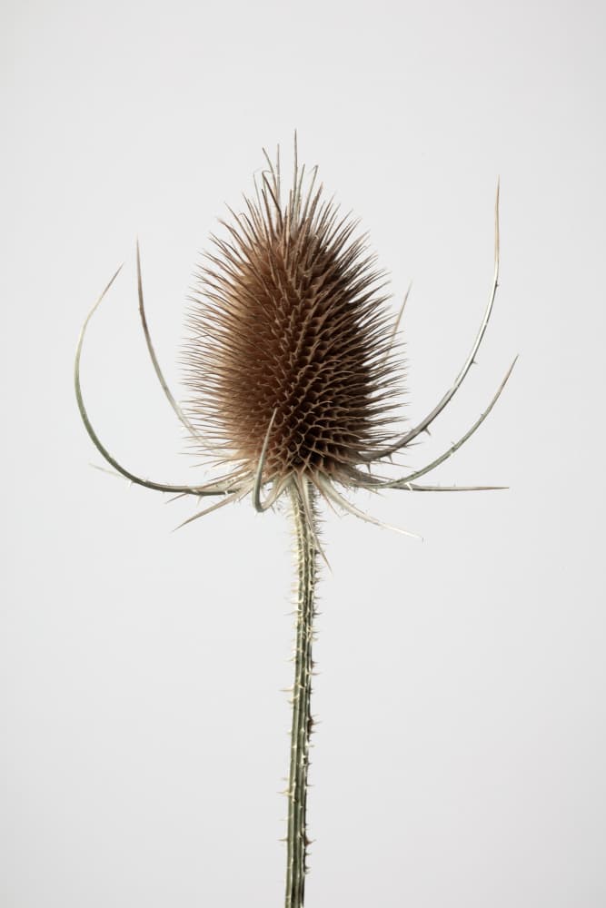 Dried Teasel Spike by Old Artists Studio III — canvas wall art