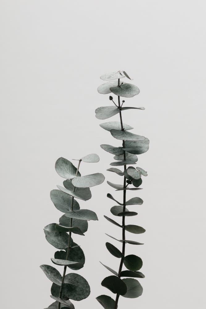 Serene Eucalyptus Leaves by Old Artists Studio III — canvas wall art