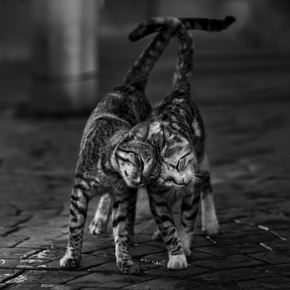 Gentle Feline Embrace by nebula — canvas wall art