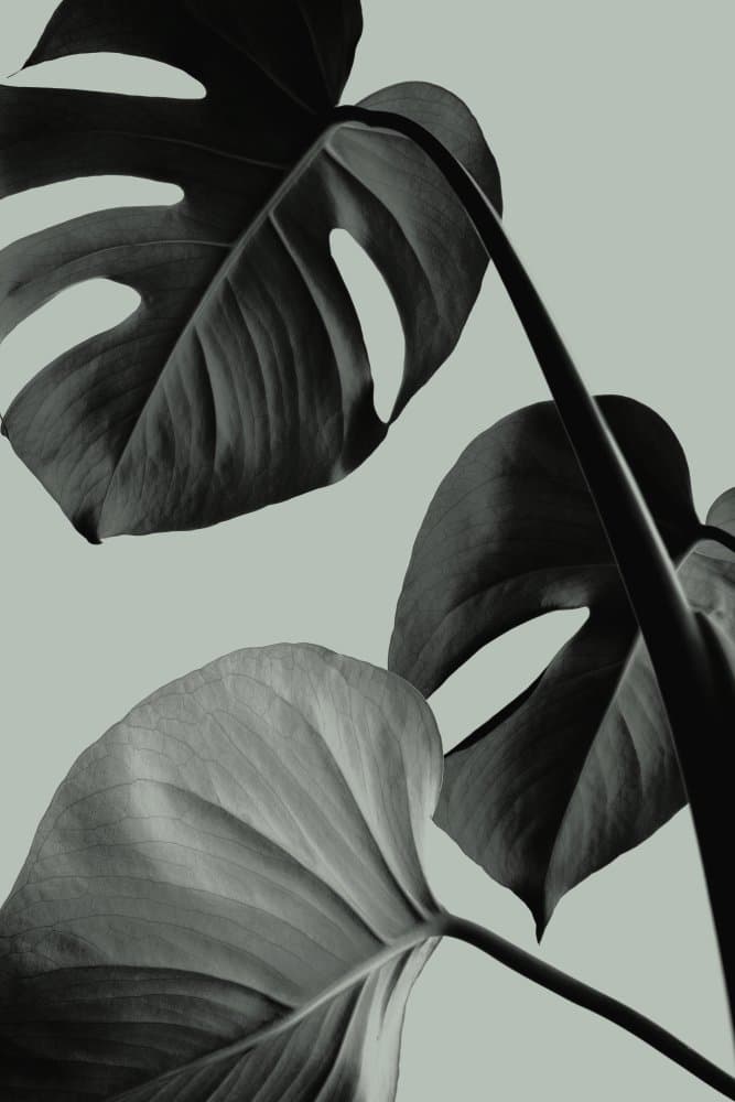 Serene Monstera Leaves by Old Artists Studio III — canvas wall art