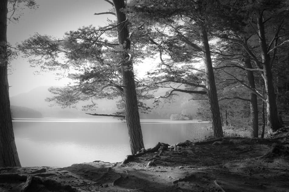 Misty Lakeside Pines by Dorit Fuhg — canvas wall art