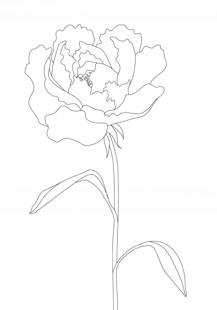 Elegant Peony Line Art by Old Artists Studio II — canvas wall art