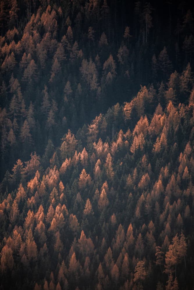 Autumn Woods 2 by Mareike Böhmer — canvas wall art