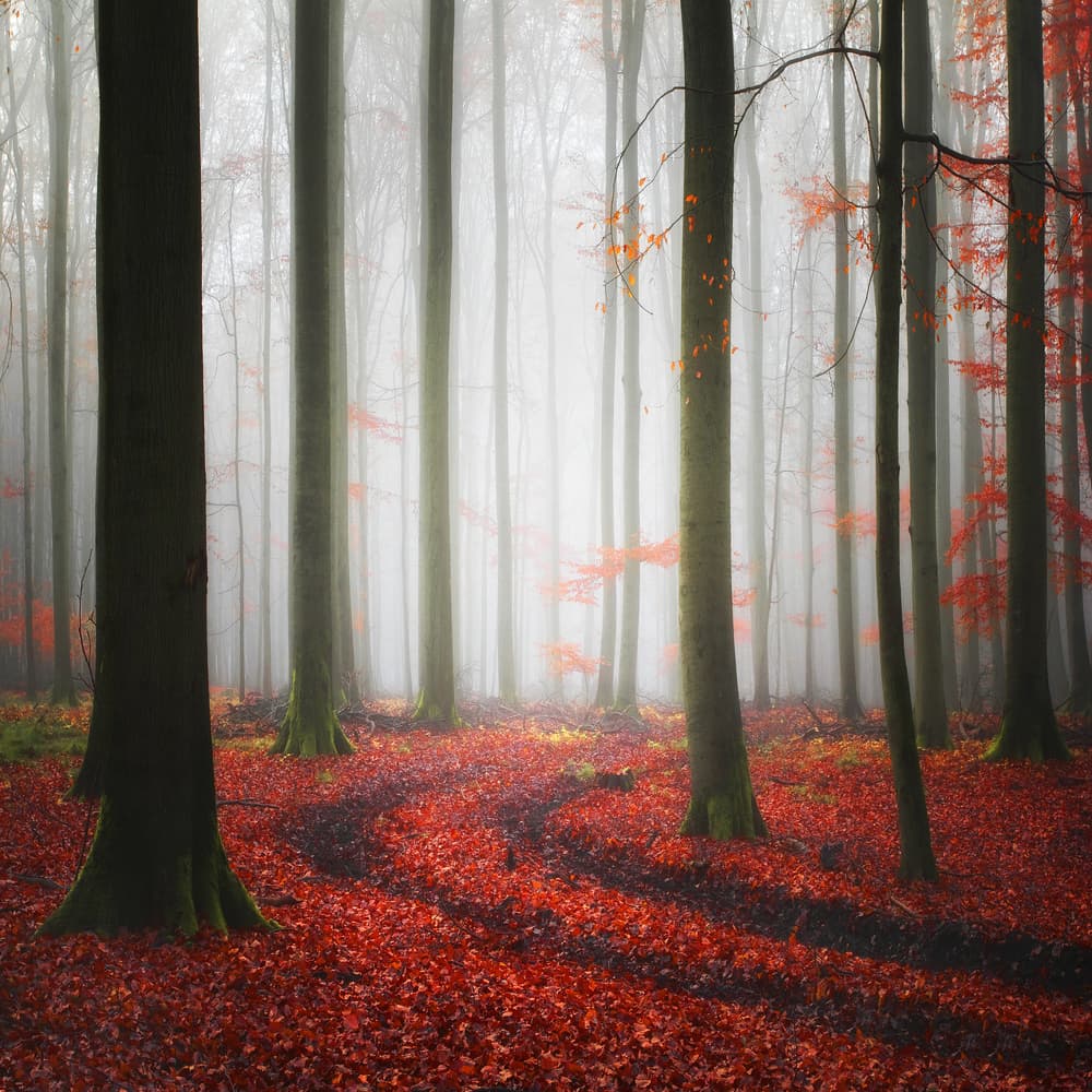 Misty Autumn Forest Path by Carsten Meyerdierks — canvas wall art