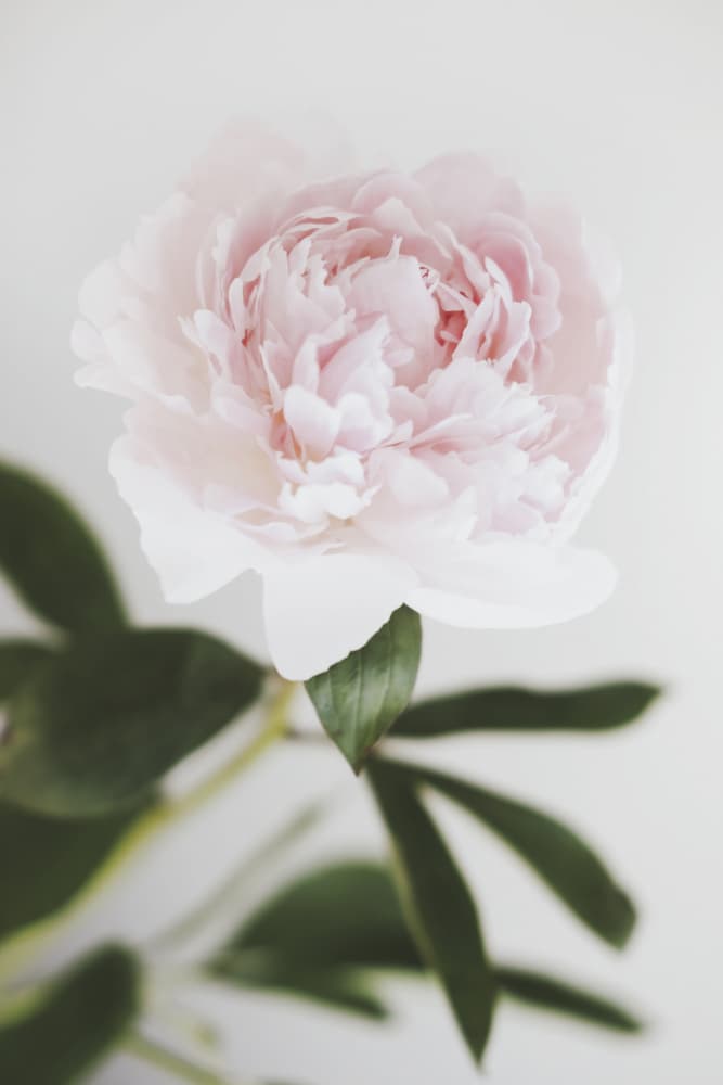 Soft Pink Peony by Old Artists Studio III — canvas wall art