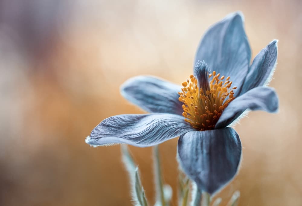 Pasque by Mandy Disher — canvas wall art
