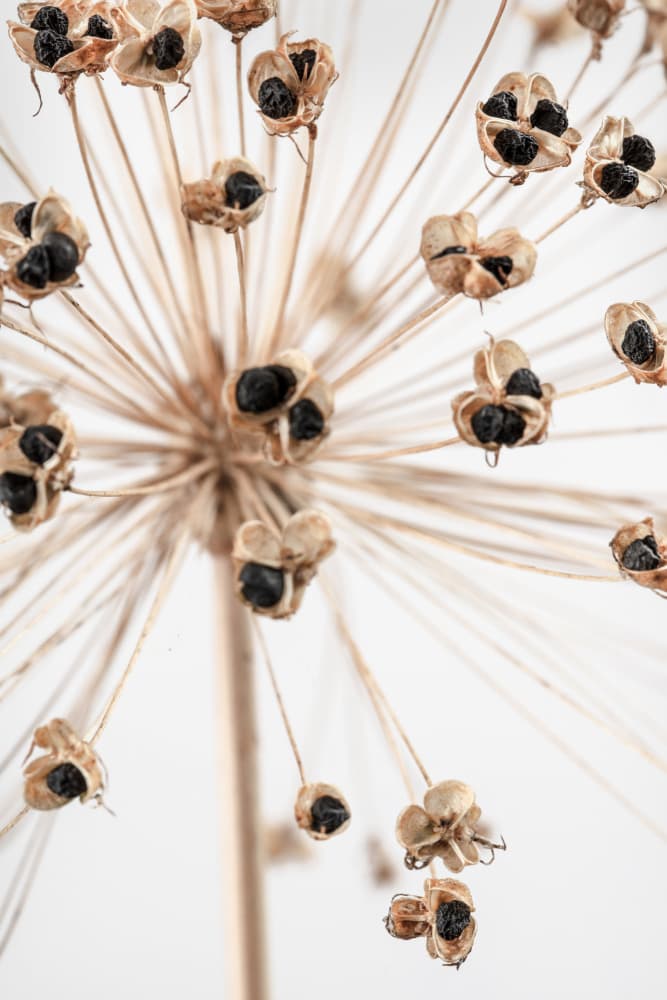 Delicate Allium Seed Pods by Old Artists Studio III — canvas wall art