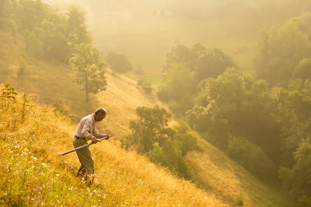 Golden Field Mower by Vlad Dumitrescu — canvas wall art