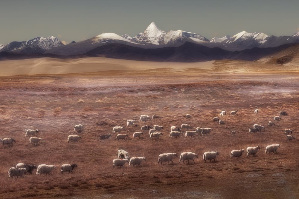 Highland Sheep Under Peaks by 吴子诚WuZiCheng — canvas wall art