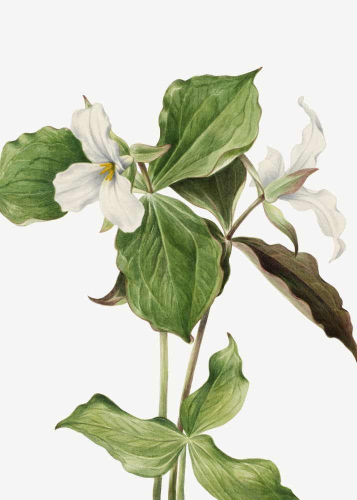 Large White Trillium by Mary Vaux Walcott — canvas wall art