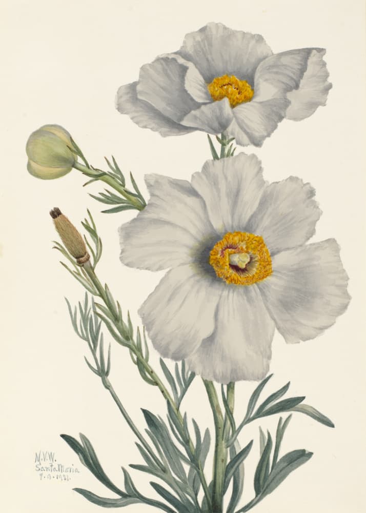 Matilija Poppy by Mary Vaux Walcott — canvas wall art