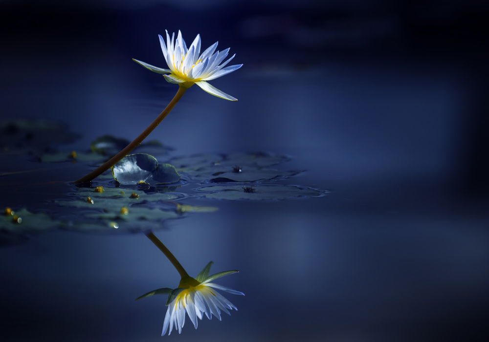 Moonlit Bloom by Takashi Suzuki — canvas wall art