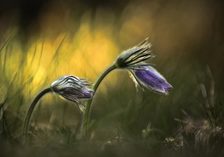 Sleeping Pasque Flowers by Istvan Lichner — canvas wall art
