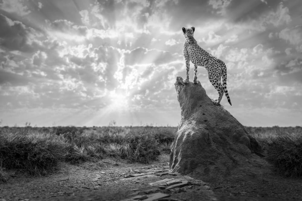 Majestic Cheetah Savanna by Marcel Egger — canvas wall art