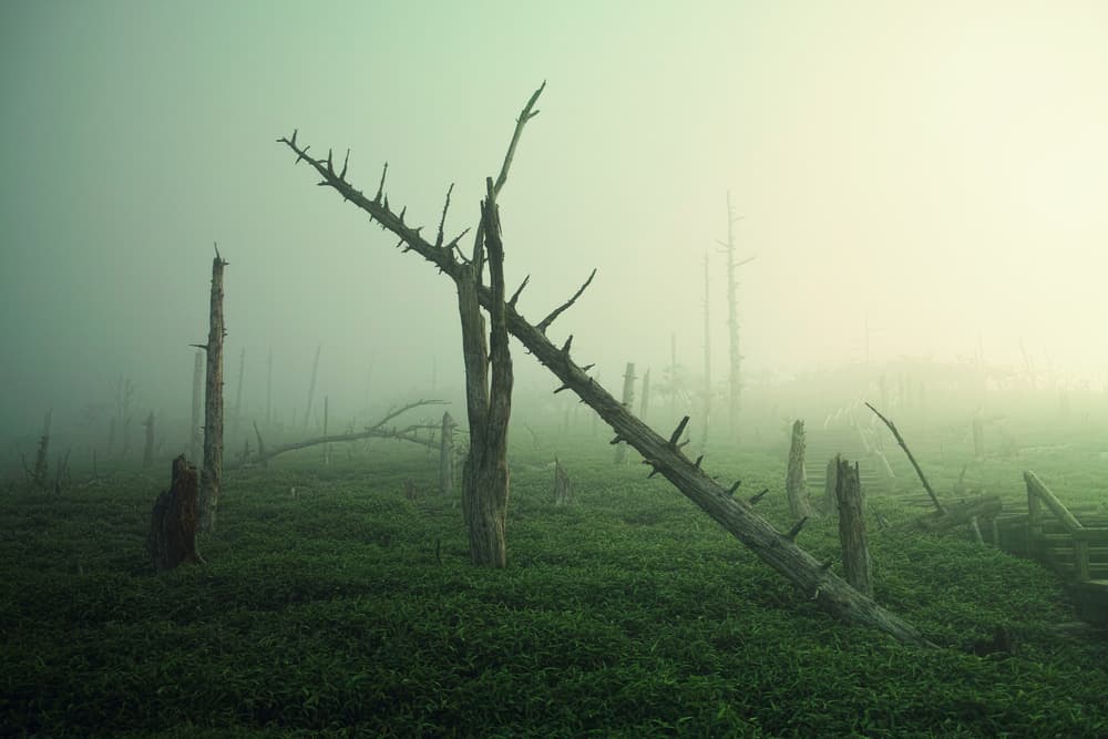 Misty Dead Forest by Koji Sugimoto — canvas wall art