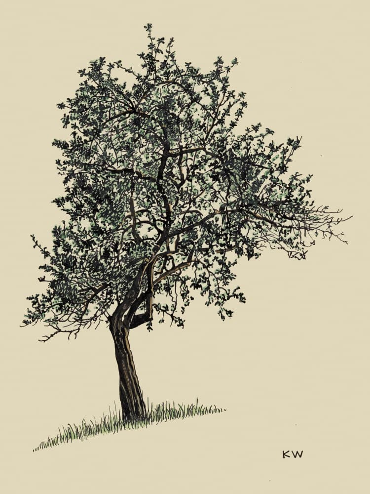 Deciduous Tree 1924 by Karl Wiener — canvas wall art