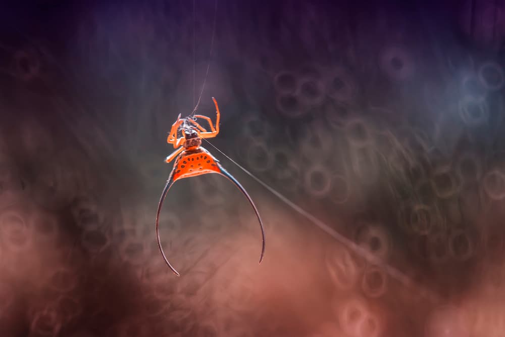 Unique Orange Spider by Abdul Gapur Dayak — canvas wall art