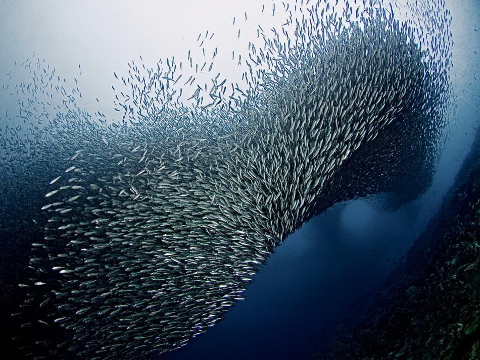 Silver Fish Swirl by Henry Jager — canvas wall art