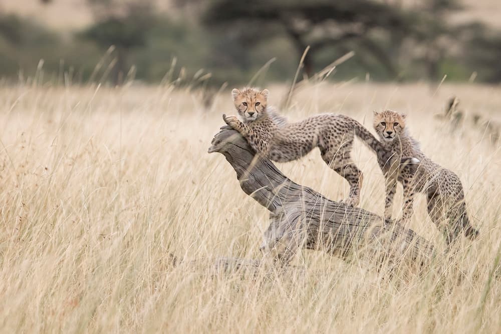 Playful Cheetah Cubs by Renee Doyle — canvas wall art