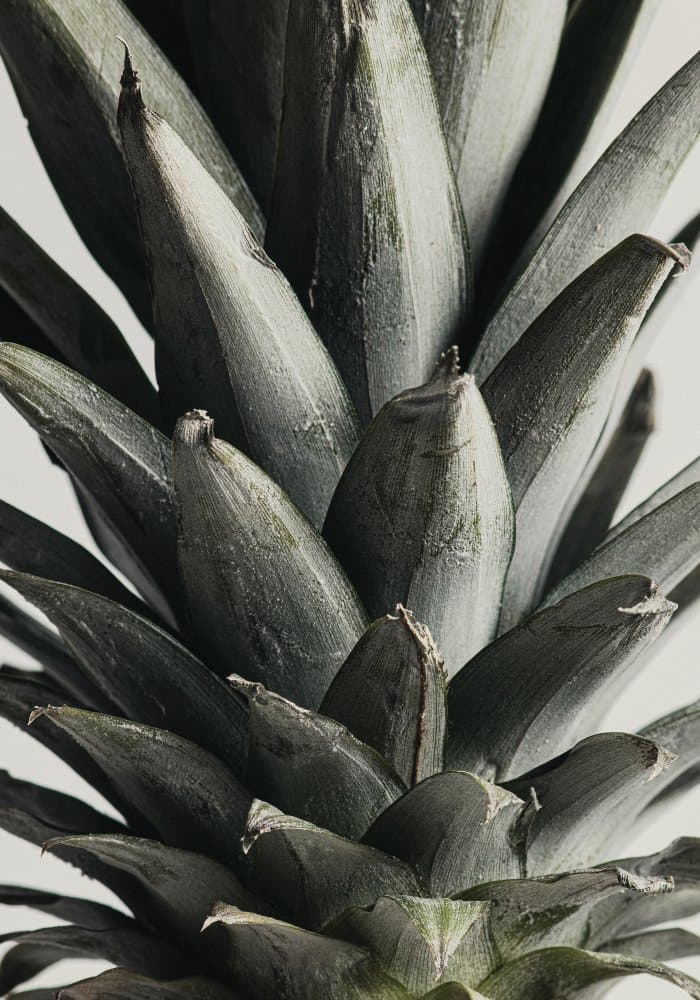 Exotic Pineapple Texture by Old Artists Studio III — canvas wall art