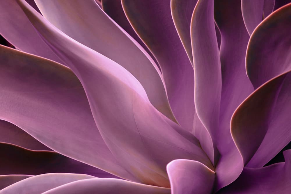 Graceful Purple Succulent by Robin Wechsler — canvas wall art