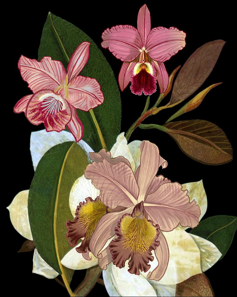 Orchids and Magnolias by giovanna nicolo — canvas wall art