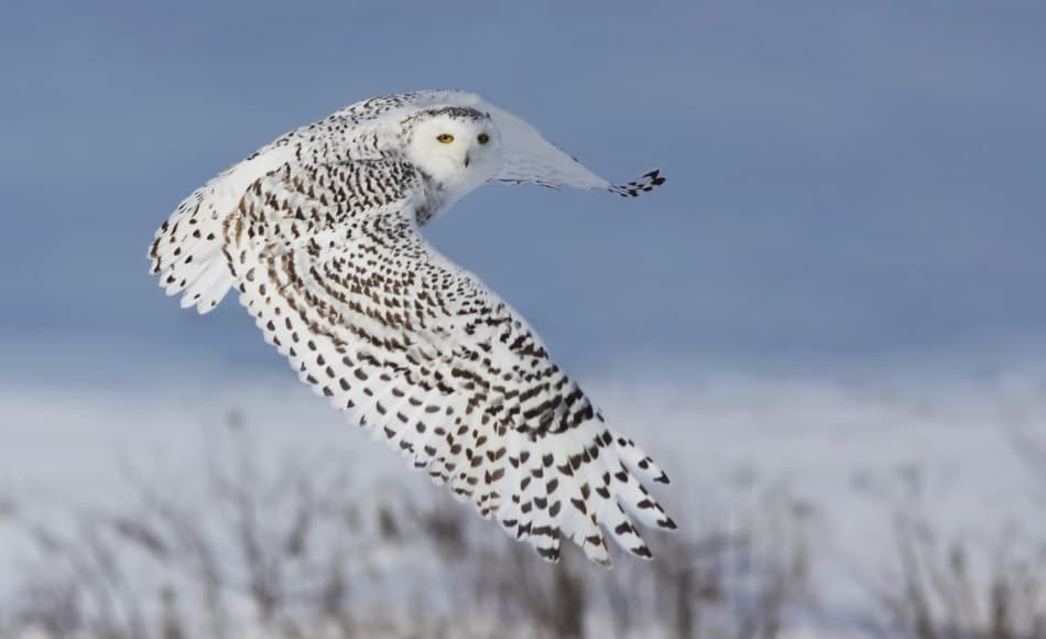 Snowy Owl In Flight by Mircea Costina — canvas wall art