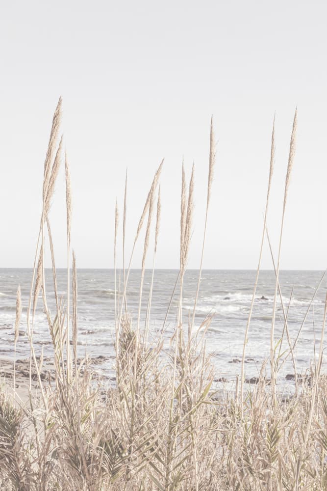 Serene Coastal Grass by Old Artists Studio III — canvas wall art