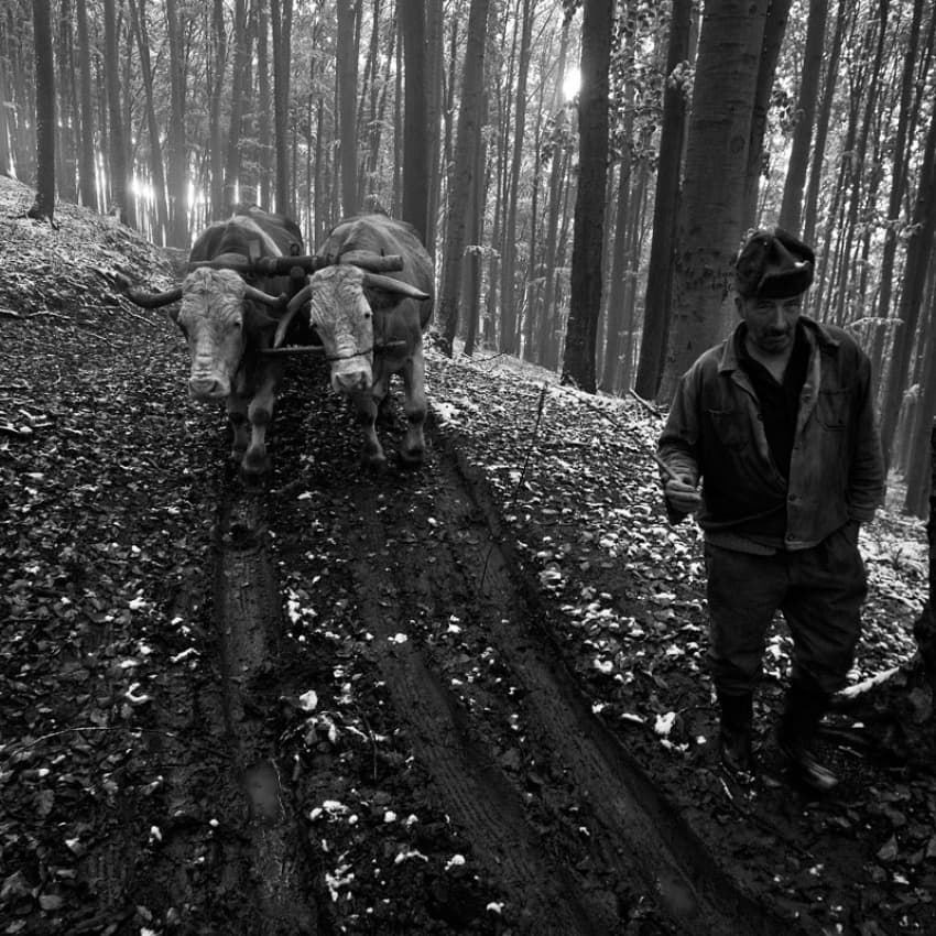 Man And Oxen Forest Path by Vlad Dumitrescu — canvas wall art