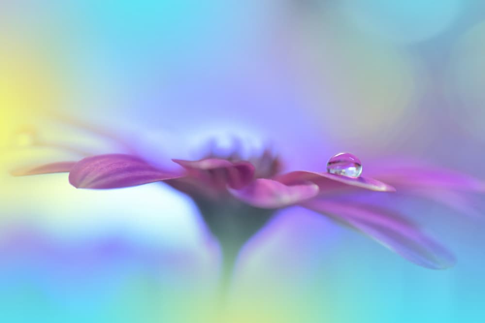 Delicate Flower Water Drop by Juliana Nan — canvas wall art