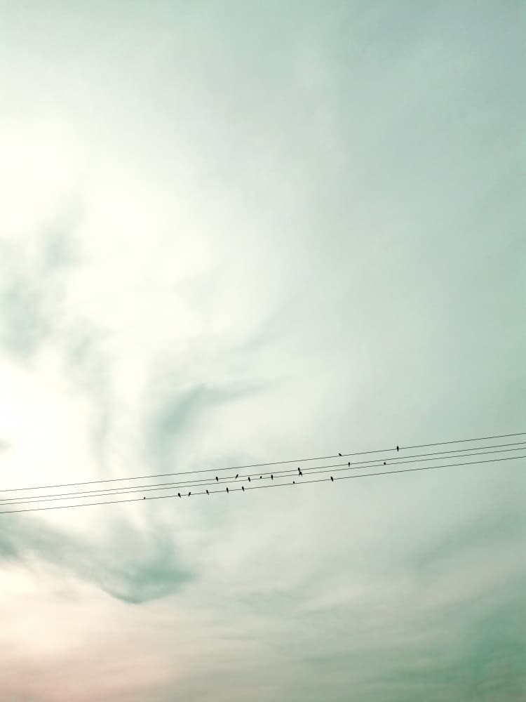 Birds On Wires Pastel Sky by Angelo Cerantola — canvas wall art