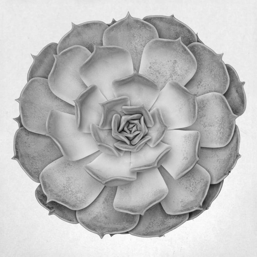 Natural Succulent Pattern by Old Artists Studio III — canvas wall art