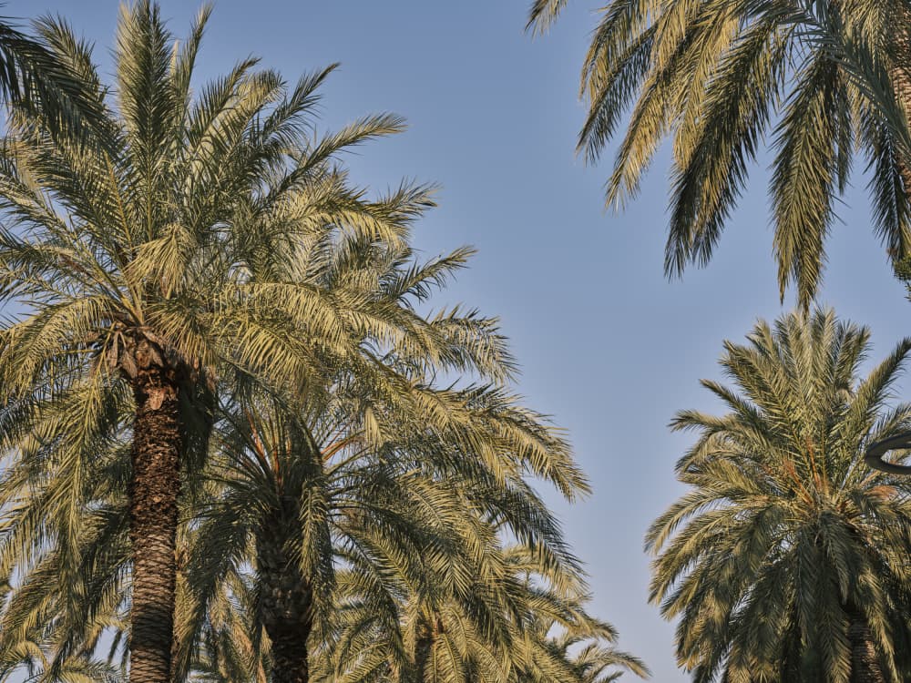 Tropical Palm Canopy by engin akyurt — canvas wall art