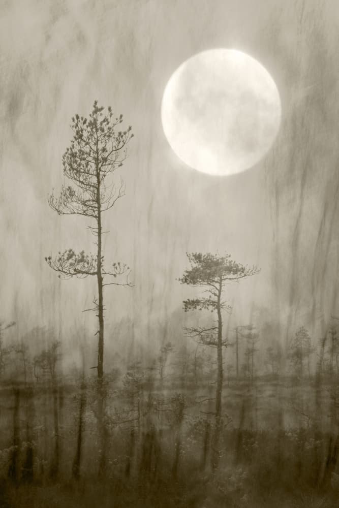Misty Moon Over Bog by Christina Sillen — canvas wall art