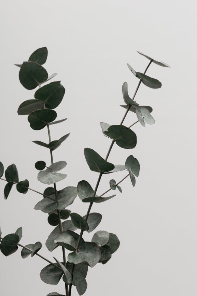 Silver Eucalyptus by Old Artists Studio III — canvas wall art