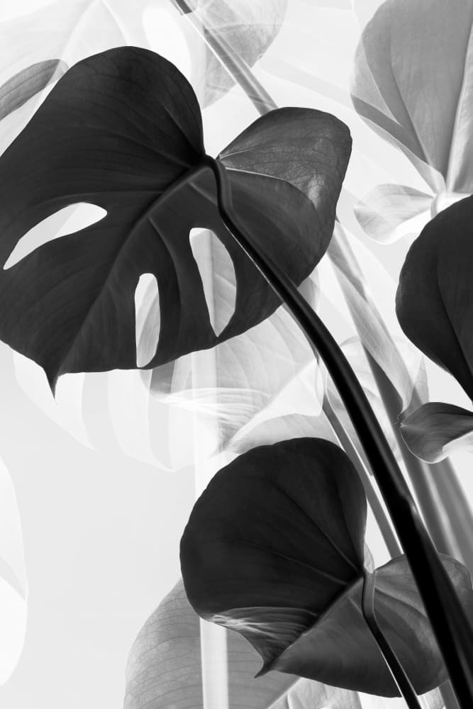 Monstera Botanical Shadows by Old Artists Studio III — canvas wall art
